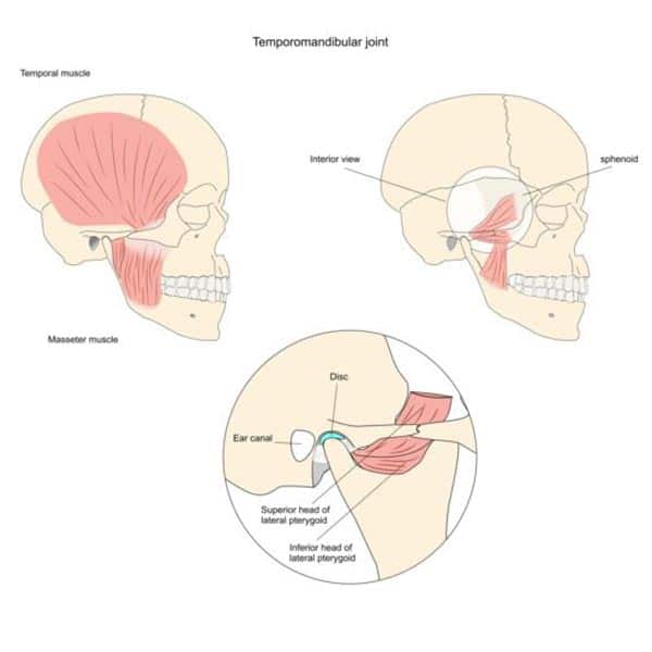 TMJ diagram